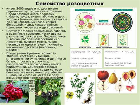 Различные виды розовых болезней