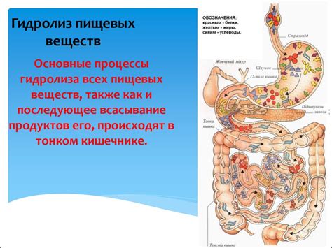 Разложение белков пищеварительными ферментами в небольшом кишечнике