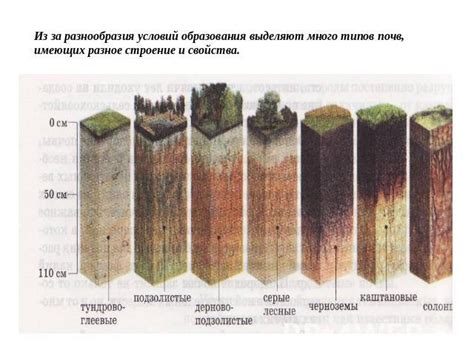 Разложение древесины из-за почвы