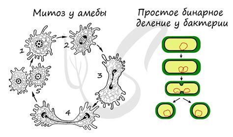 Размножение