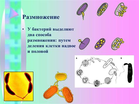 Размножение бактерий