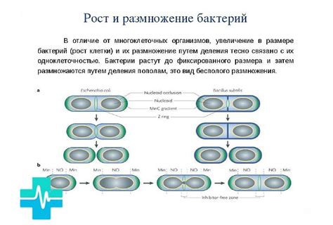 Размножение бактерий в мочевом тракте