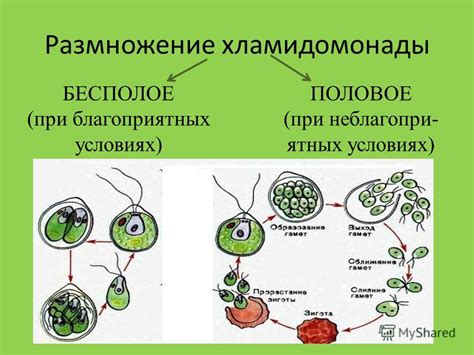 Размножение и различия в размножительной системе