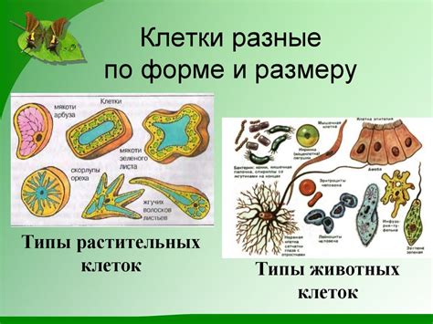 Размножение растительных клеток