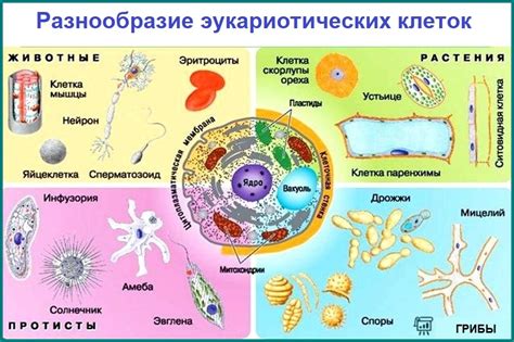 Разновидности скальпелей в биологии