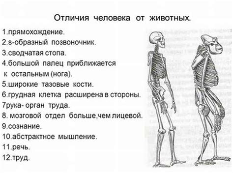 Разумность и духовность: главное отличие человека от животного