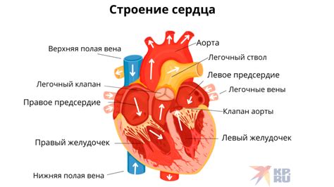 Расположение, структура и размеры