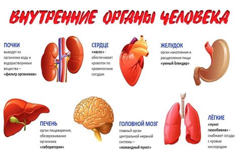 Расположение и функции