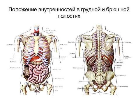 Расположение органов живота