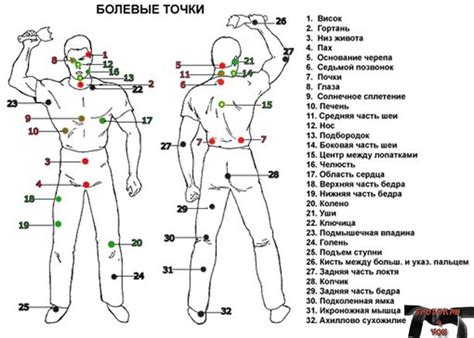 Расположение пупочной впадины на теле человека