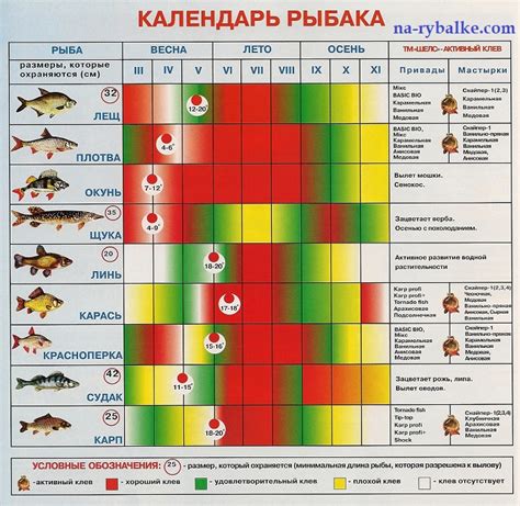 Распределение времени ловли в течение дня: когда рыба наиболее активна