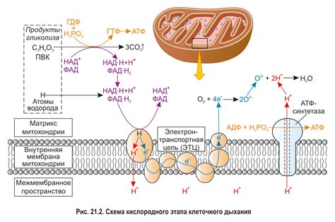 Расстройство клеточного дыхания