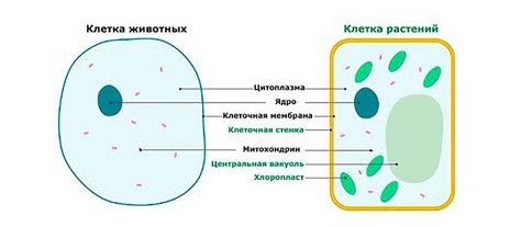 Растительные клетки vs. Животные и бактерии: отличия