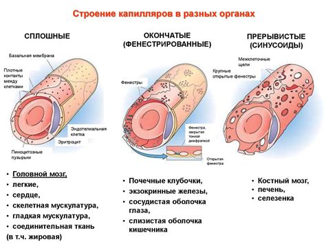 Расширение капилляров