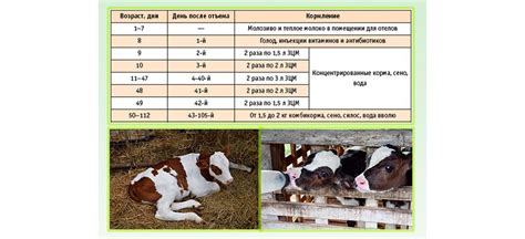 Рацион кормления телят