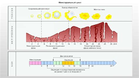 Регулирование менструального цикла