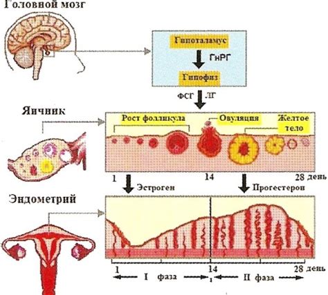 Регуляция менструального цикла