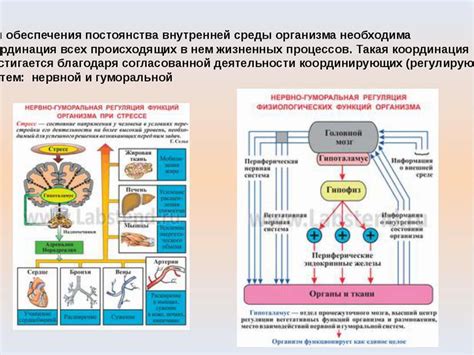 Регуляция процессов в организме