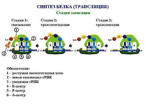 Регуляция работы рибосомы