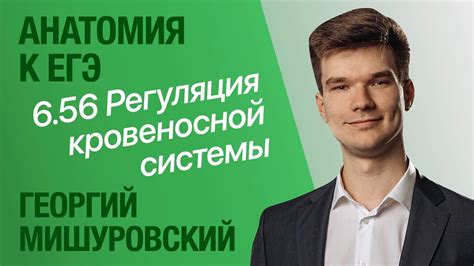 Регуляция работы сердечно-сосудистой системы