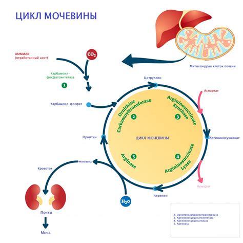 Регуляция уровня мочевины в крови