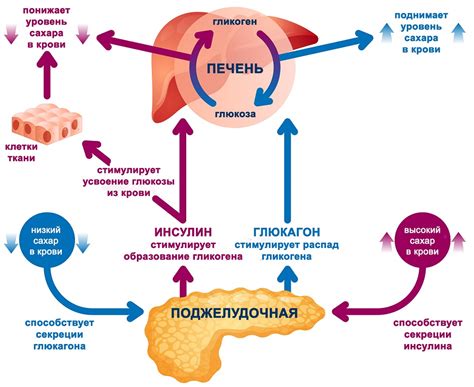 Регуляция уровня сахара в крови и борьба с диабетом