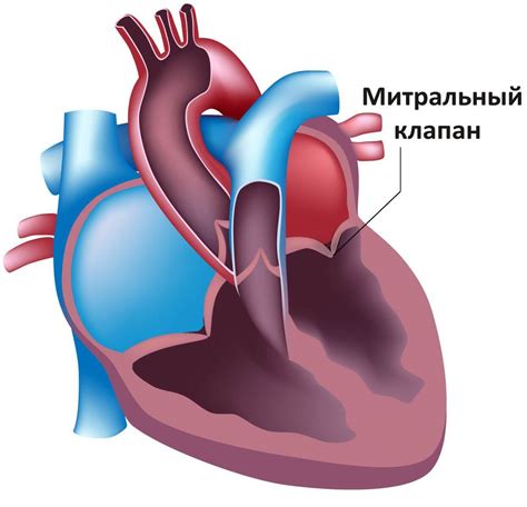 Регургитация