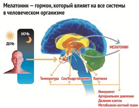 Режим освещения и мелатонин