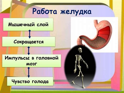 Результаты ЭГДС: что можно увидеть в желудке и двенадцатиперстной кишке