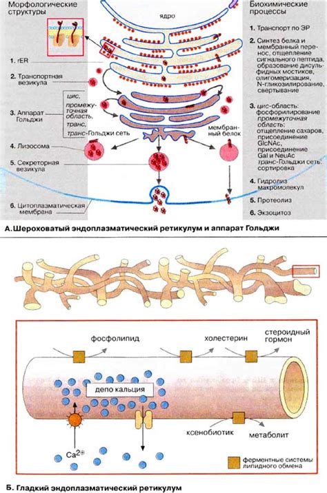 Ретикулум эндоплазматического: роль в синтезе и транспорте белков