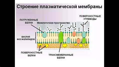 Рецепторные функции мембраны