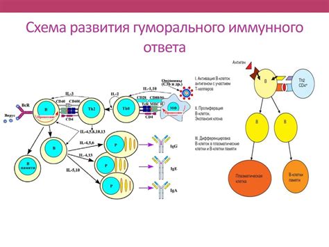 Роли первичного и вторичного иммунного ответа