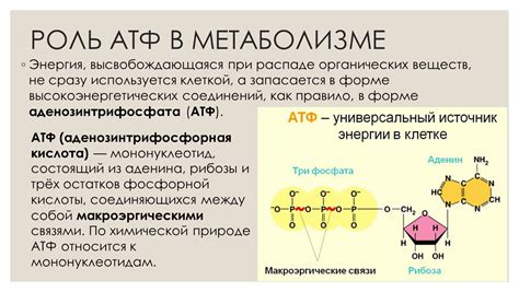 Роль АТФ в метаболизме