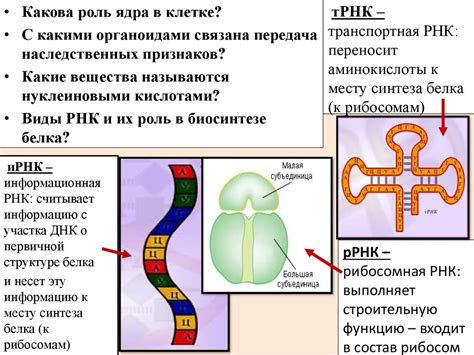 Роль БЦЖ энергии в биосинтезе белка