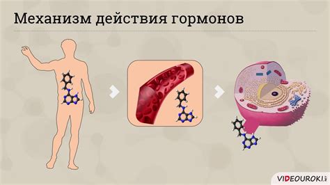 Роль РСТ в организме