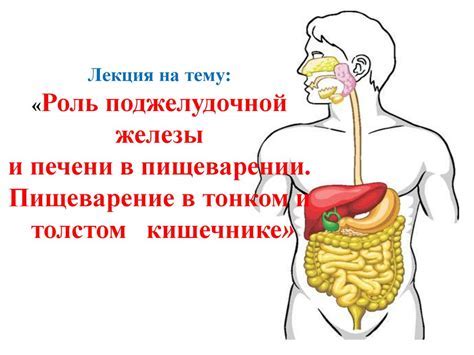 Роль альбумина в пищеварении и проблемы, связанные с его избытком