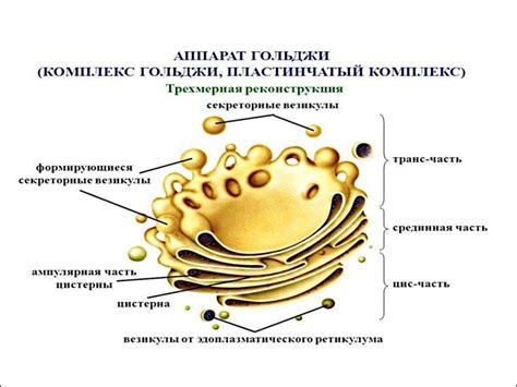 Роль аппарата Гольджи в обработке и транспорте белков