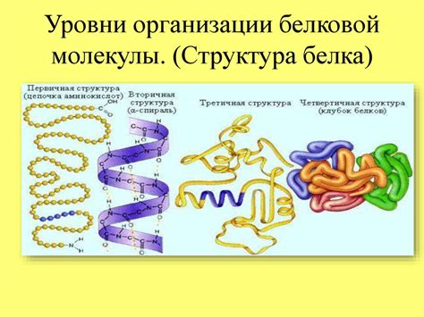 Роль белков