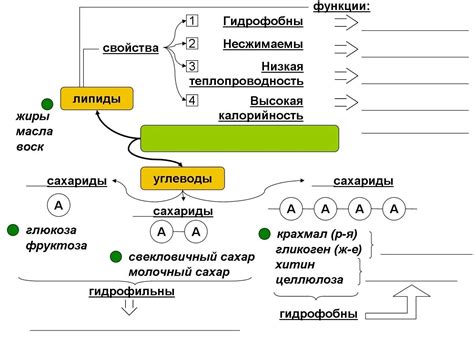 Роль белков в образовании липидов