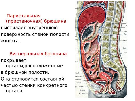 Роль брюшной полости в сохранении тепла