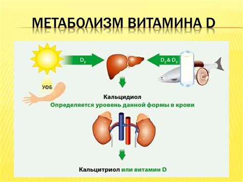 Роль витамина D в усвоении кальция организмом