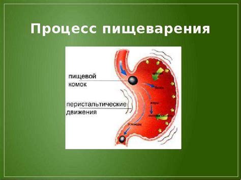 Роль внутриклеточного пищеварения в обмене веществ