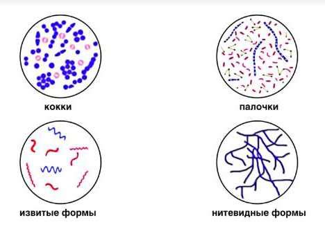 Роль в жизненных циклах организмов: