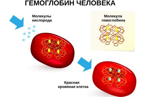 Роль гемоглобина в организме и его функции