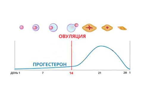 Роль гормона дэа so4 в организме женщины