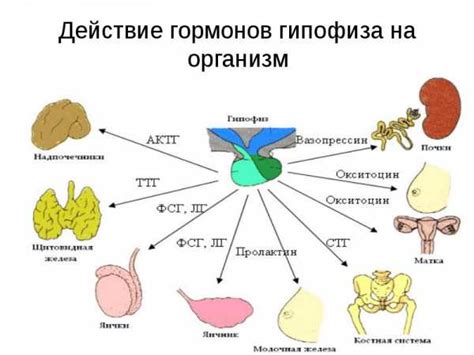 Роль гормонов в организме: ключевые функции и виды