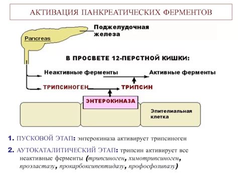 Роль желудка и панкреатических ферментов в переваривании белков