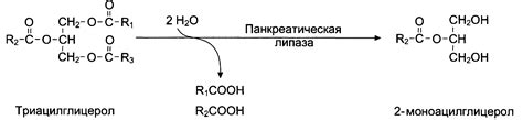 Роль желчи и липазы в переваривании жиров