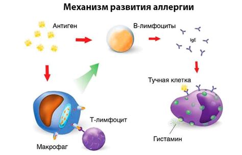 Роль иммуноглобулина E в аллергических реакциях