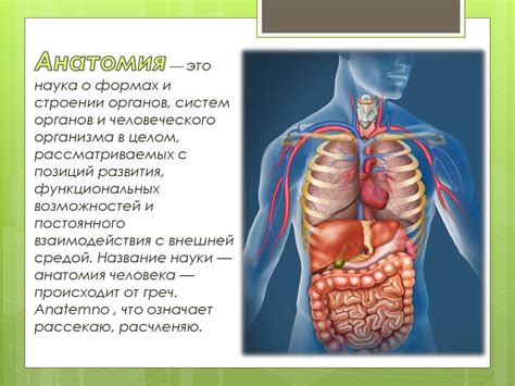 Роль и значение органов человека